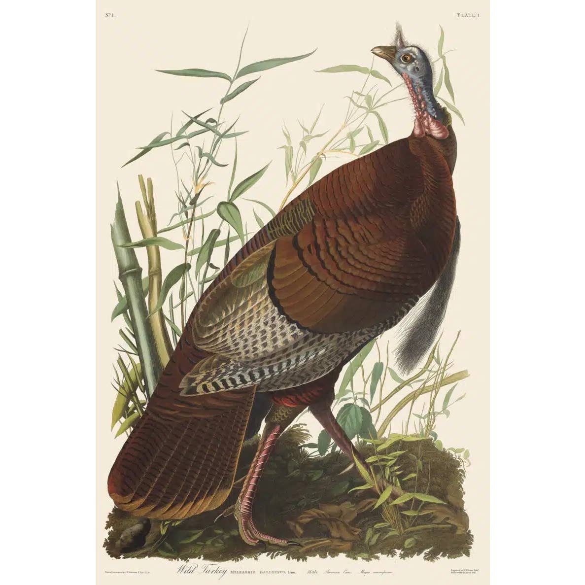 Audubon Havell Edition Pl. 1, Wild Turkey