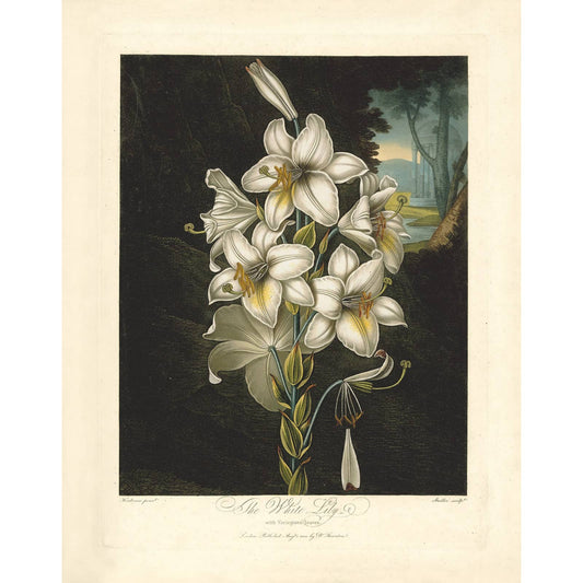 Thornton Pl. 20, the White Lily Print