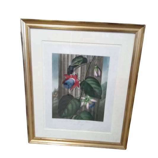 The Winged Passion Flower by Dr Robert Thornton, Framed